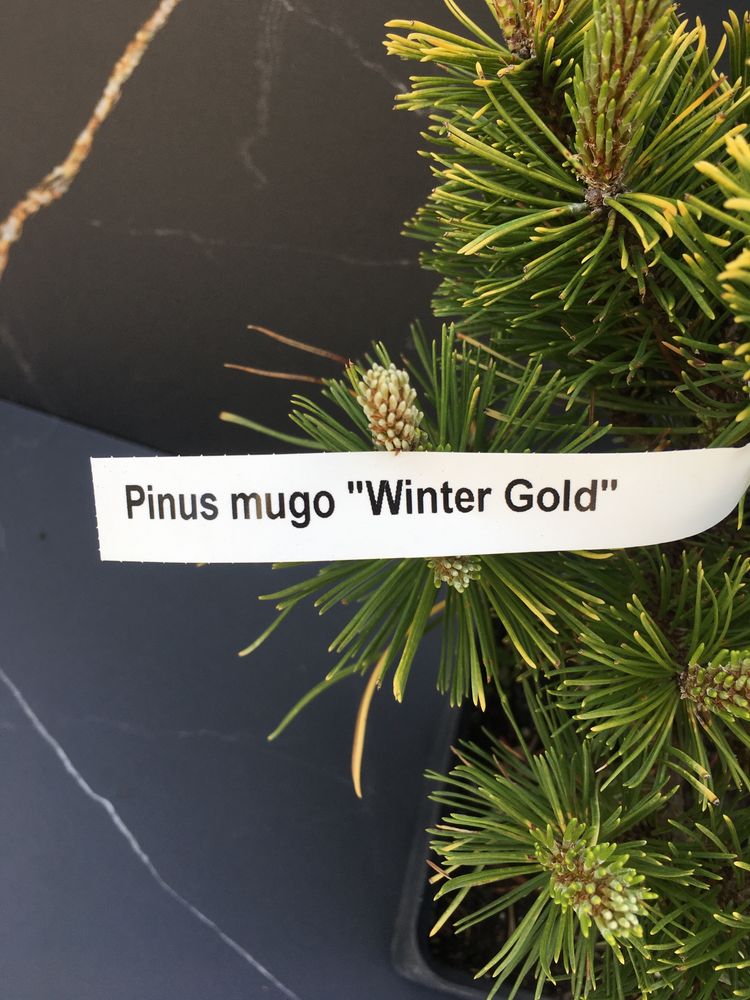 Kosodrzewina złota (pinus mugo winter gold)