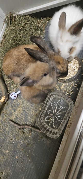 Продам декоративних кроликів