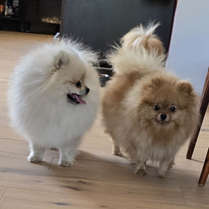 Pomeranian szpic miniaturowy zkwp FCI