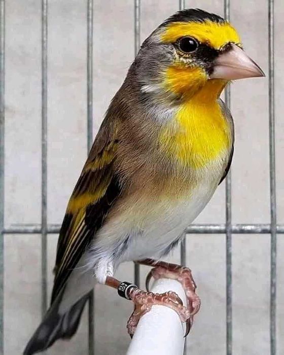 Mestiço pintassilgo anilhados