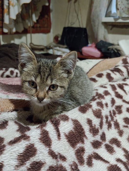 Отдам котят  в хорошим руки