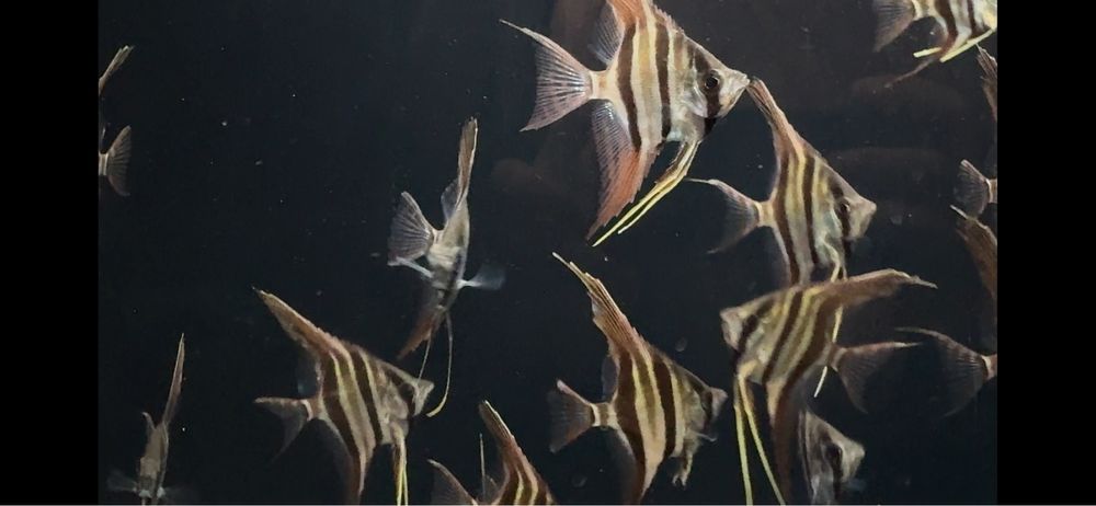 Wild Altum Inirida