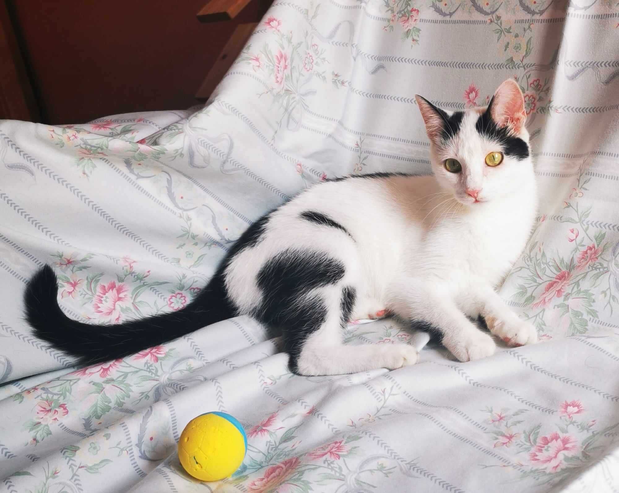 Amarie- słodka,spokojna koteczka do adopcji