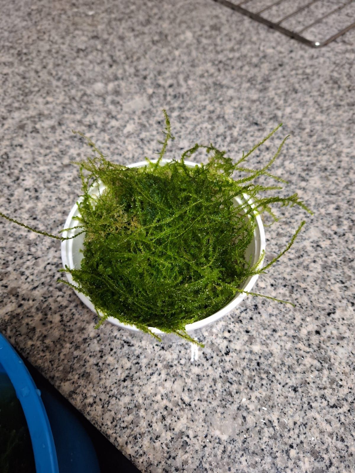 Musgo java (java moss)