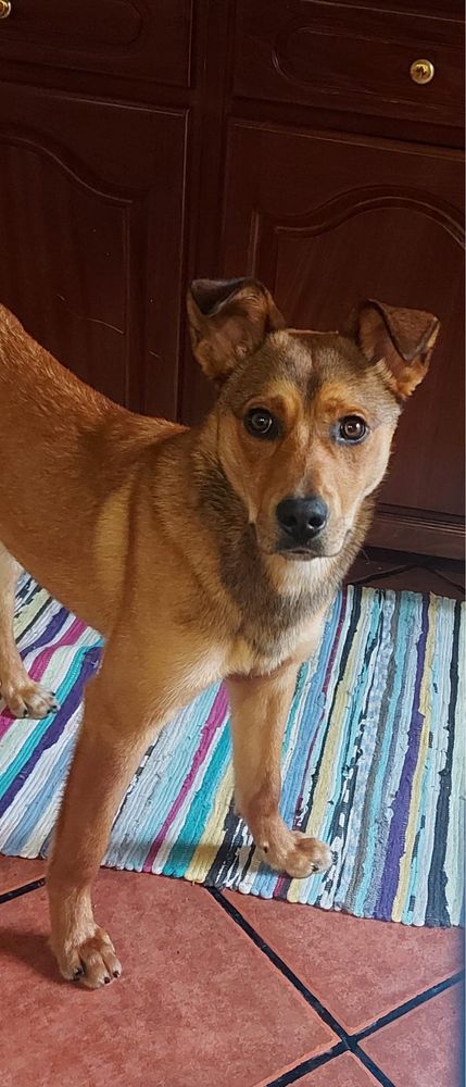 Zeus, patudinho com 10 meses para adoção responsável