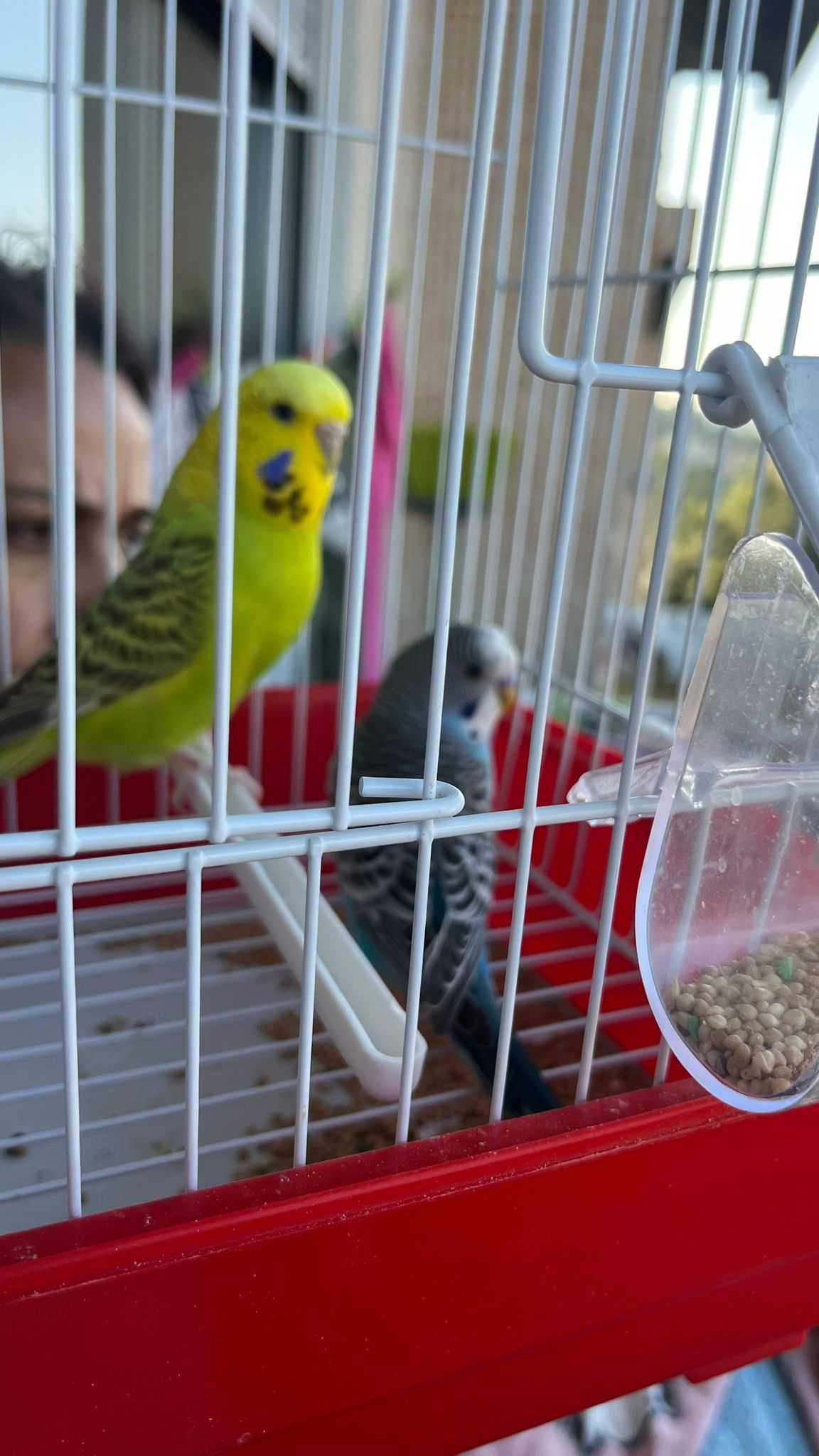 Piriquitos amarelo e azul