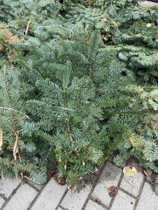 Gałezie jodły nobilis kukaskiej stroisz wlasna plantacja