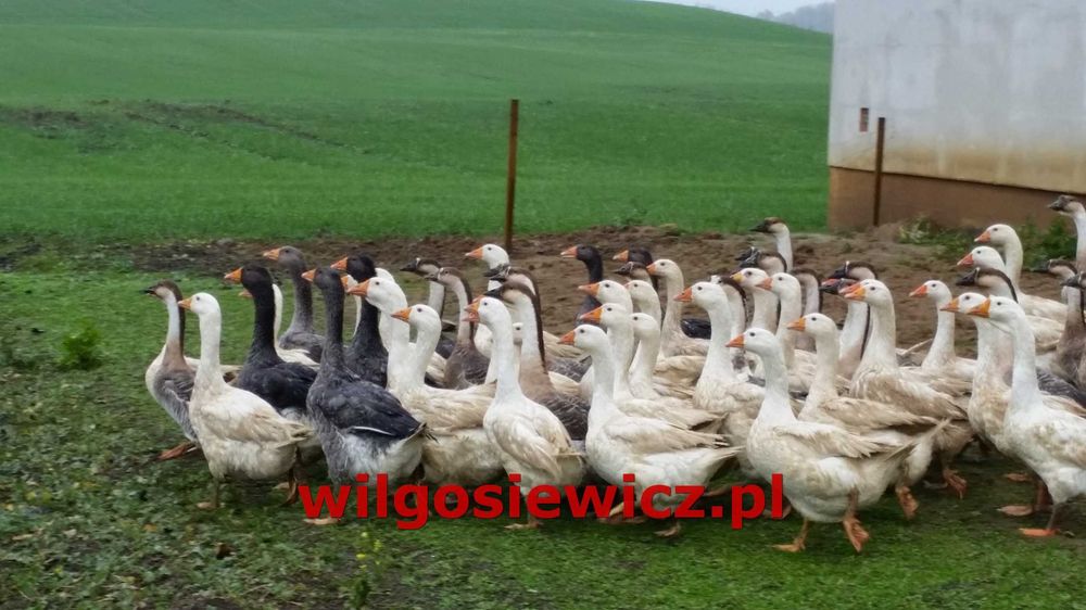 Gęś kołudzka, kubańska, landes NA WAGĘ