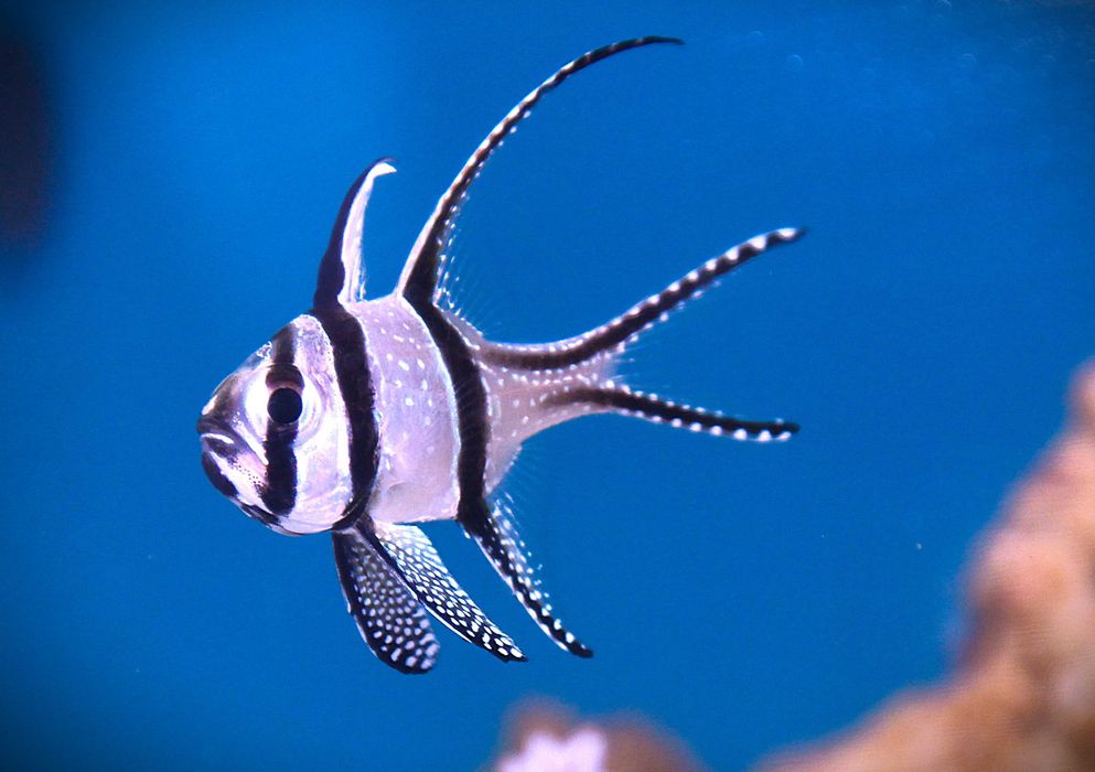 Pterapogon Kauderni. Morskie