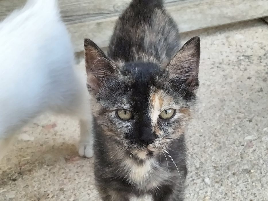 Dão-se gatinhos.
