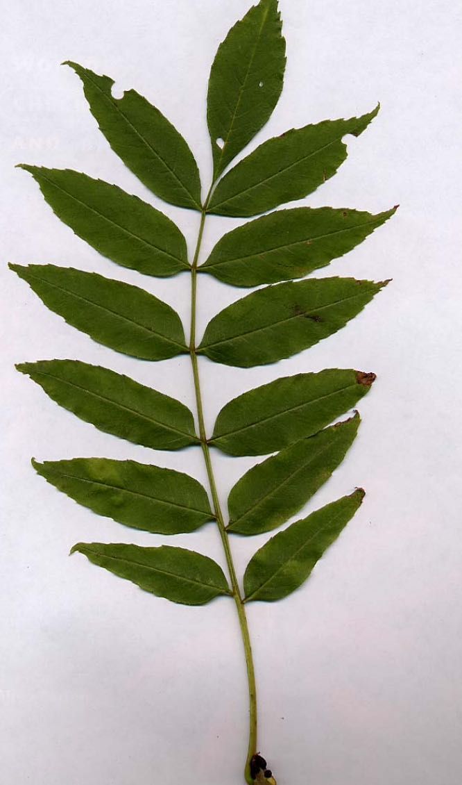 (50xUn.) Narrow-Leaved ash - Freixo - (Fraxinus Angustifolia)