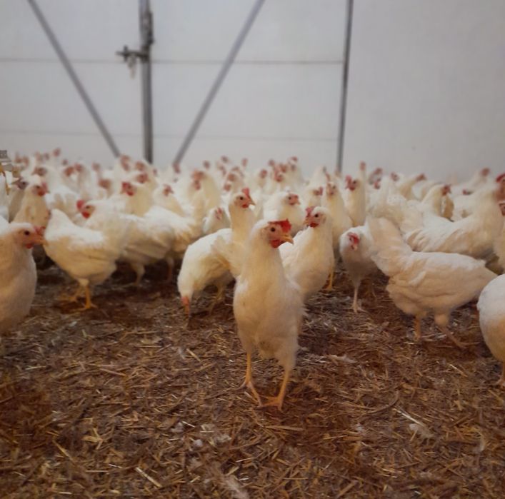 Kury Nioski Leghorn 24tyg z jajkiem Leghorny