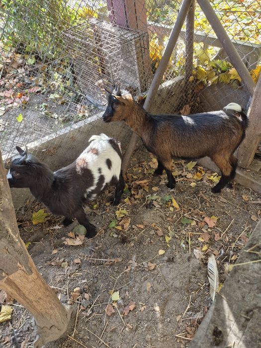 Kozy miniaturowe do ogrodów, zabawy z dziećmi, skubania trawy.