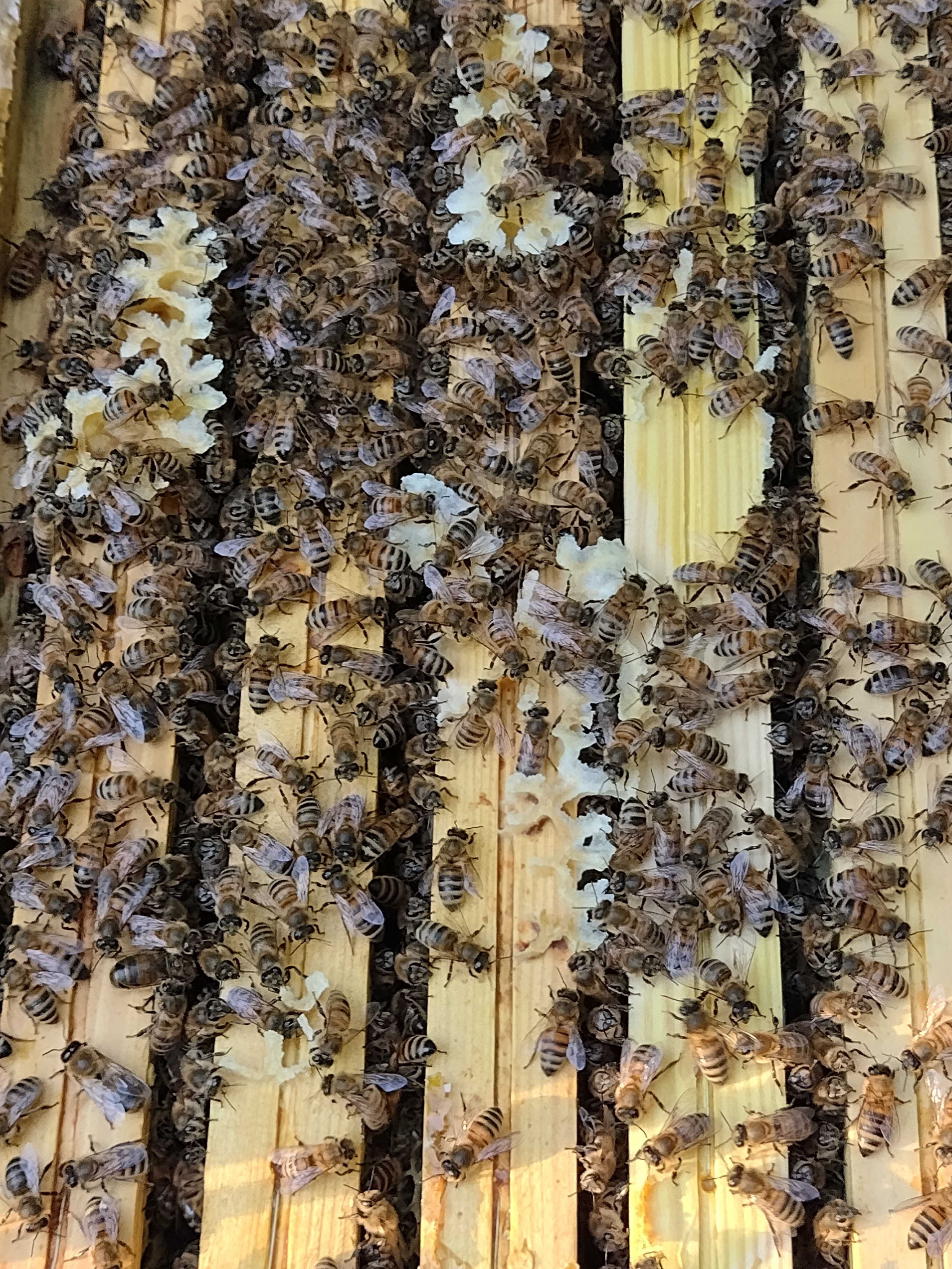 Odkłady, rodziny pszczele