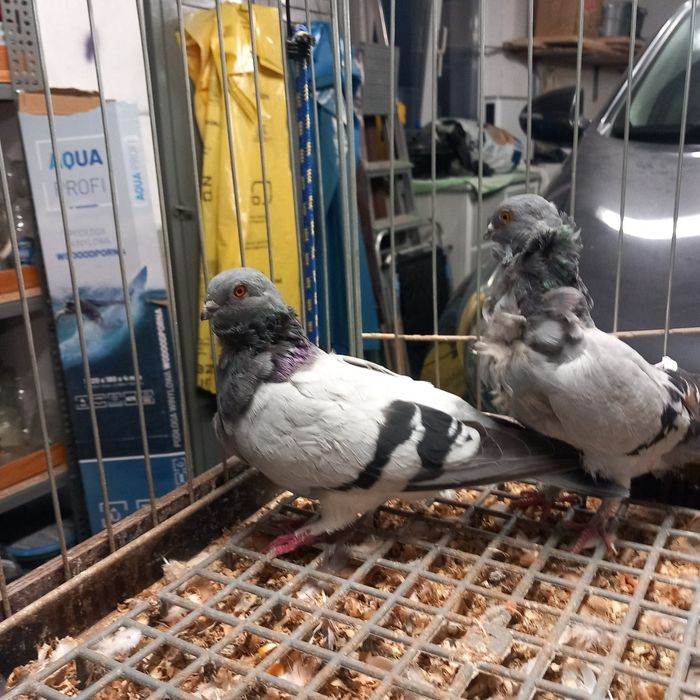 Gołebie Ozdobne Mefki Chińskie