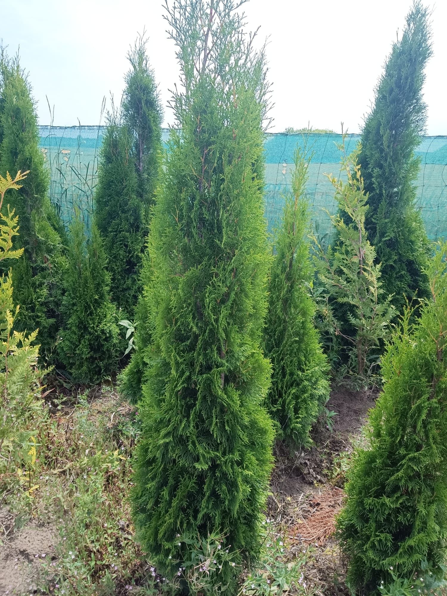 Tuja tuje thuja szmaragd brabant