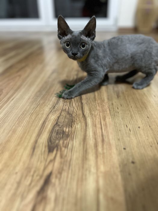 Kotka Devon REX wolna