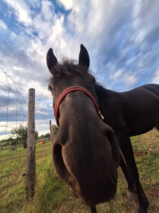Sprzedam klacz konika polskiego