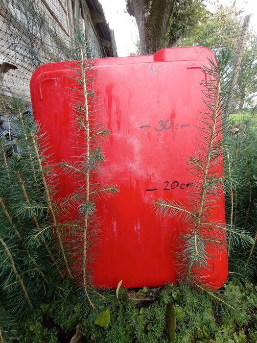 Świerk pospolity/srebrny sosna czarna