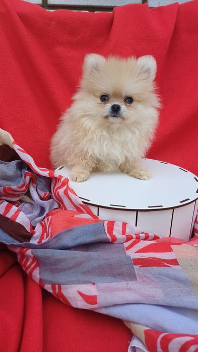 Віданий друг -померанський шпіц