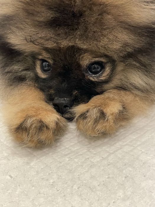 Spitz alemão anão fêmea - pelagem orange sable