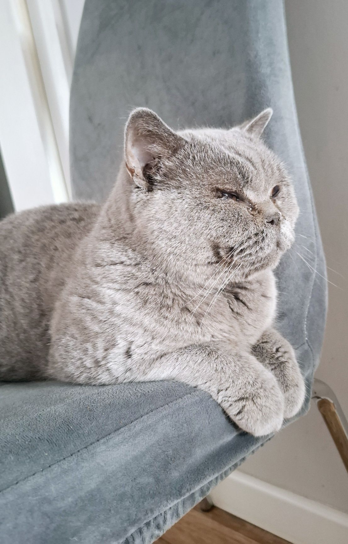 Kotka brytyjska 5 lat, rodowód Fife, adopcja