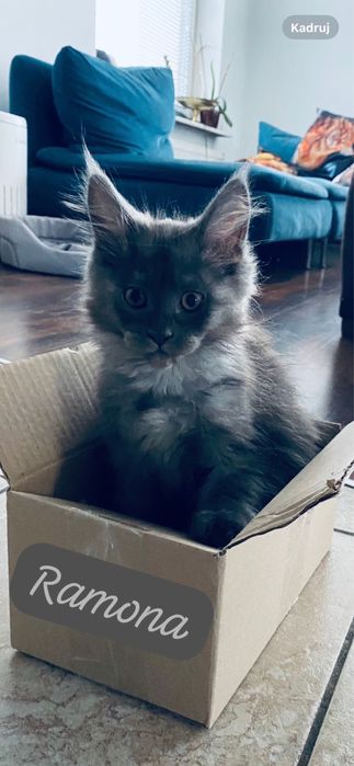 Ostatnia kotka z miotu Kocięta Maine Coon Hodowla rodowód