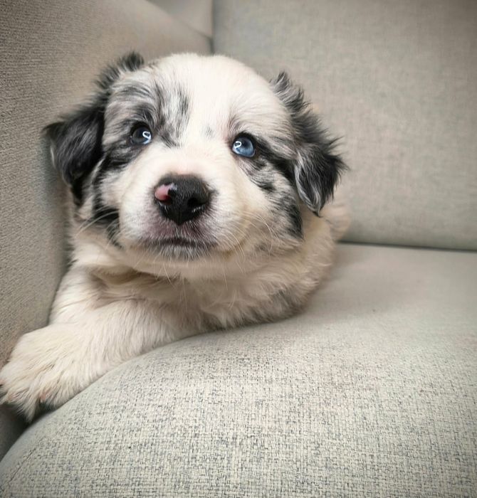 Border Collie Piesek  Blue Merle  Badania