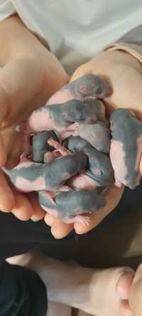 Szczurek młody 5 tygodniowe