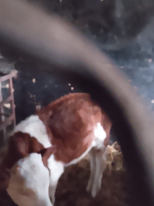 Sprzedam byka simental samodzielny