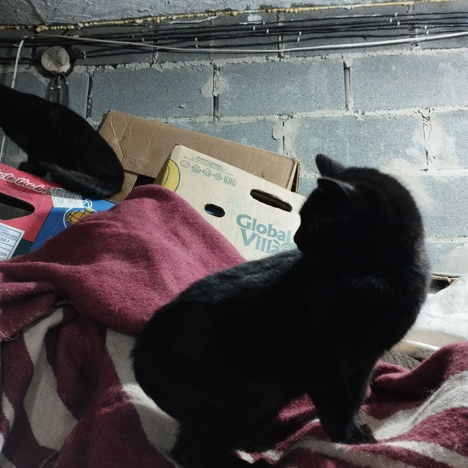 Котики з доставкою та кормом, дві дівчинки та котик