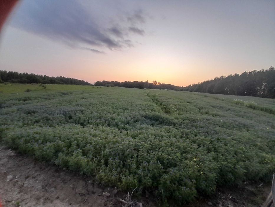 Sprzedam łubin gorzki wąskolistny