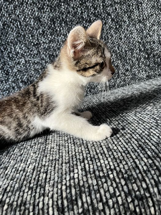 Віддаю котиків в добрі руки < 3