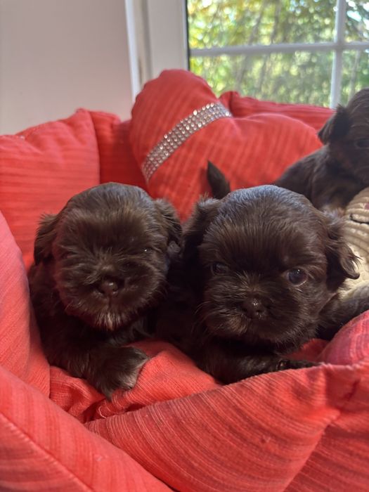 Shih tzu Sunie i samce z genem czekolady pełny rodowód ZHPR UCI