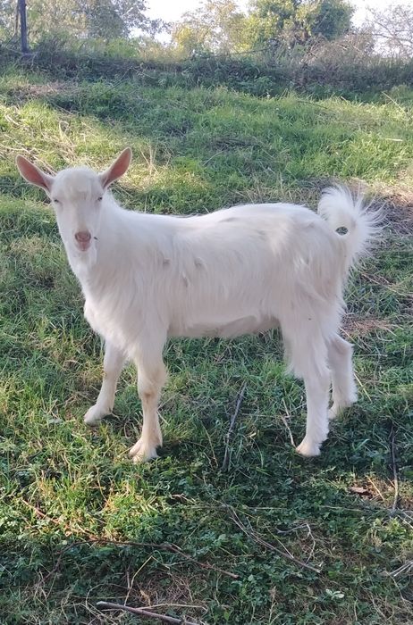 Продається молодий козлик