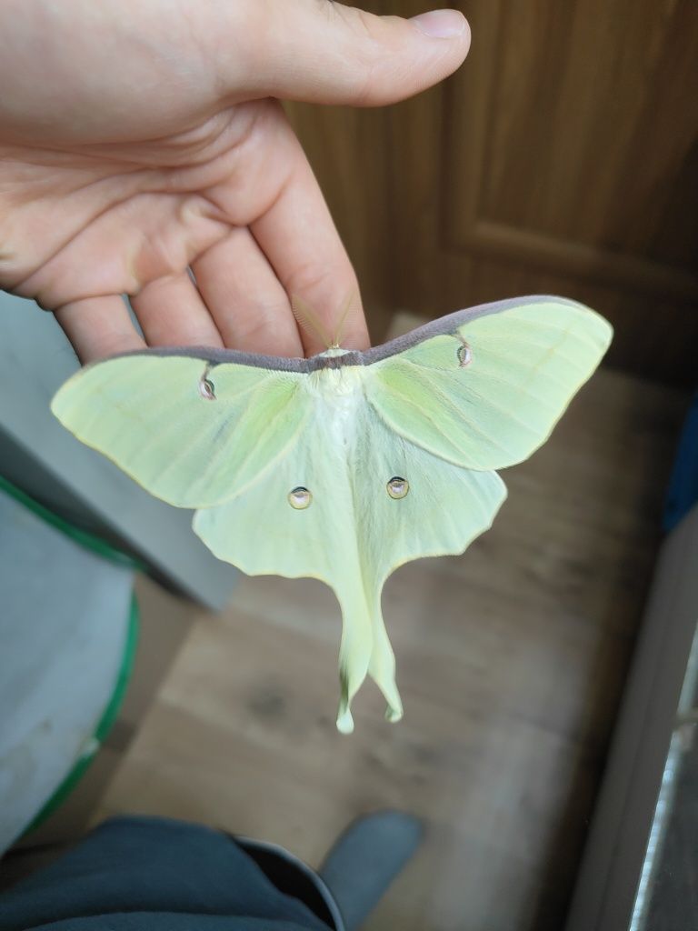Jaja Actias luna 20szt