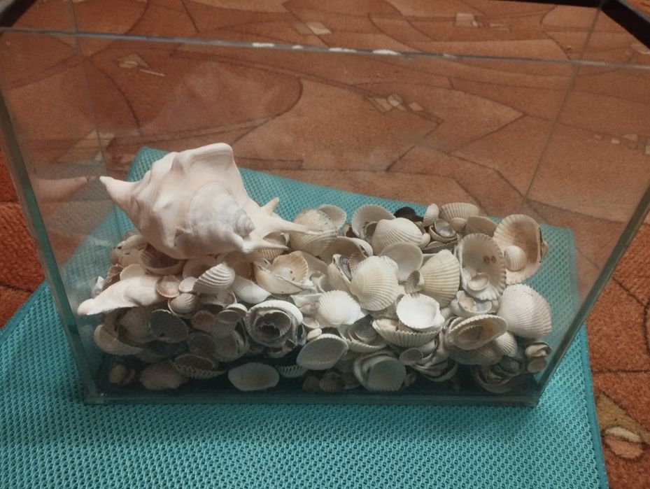 Акваріум з ракушками.