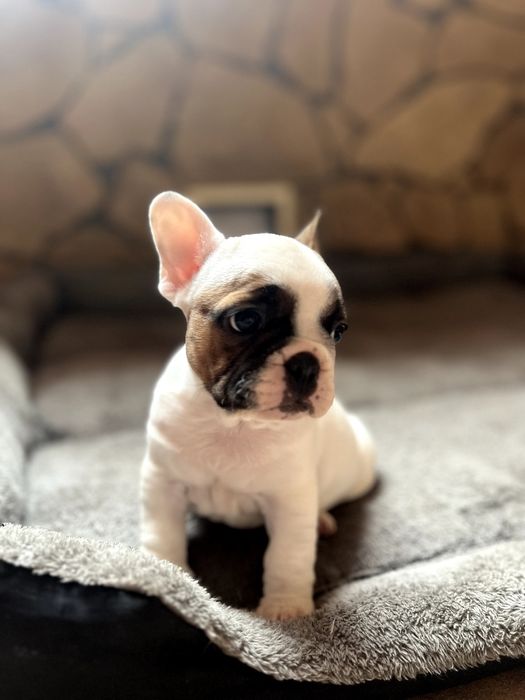 Щенки французского бульдога