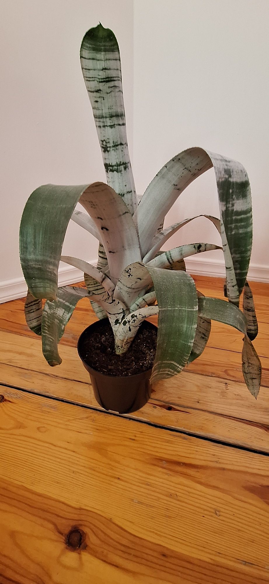 Aechmea wstęgowata