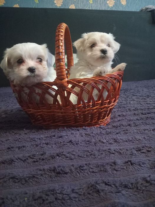 Продам цуценят мальтіпу