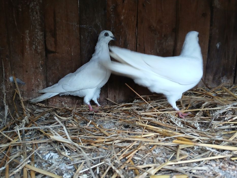 Gołębie budapeszty