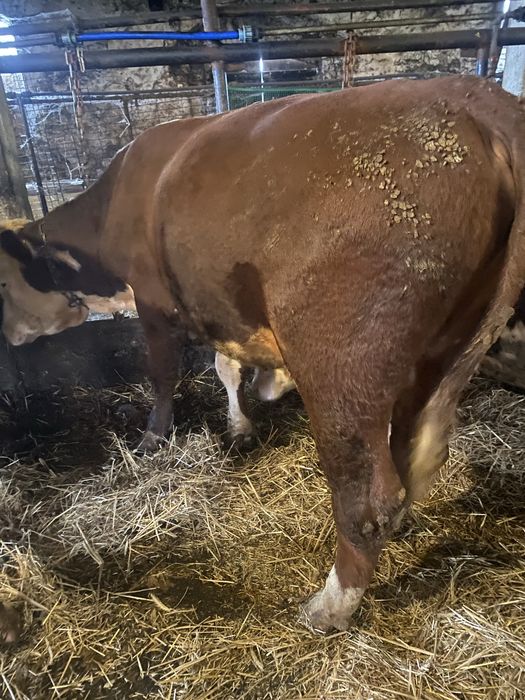 Byki 100% Hereford