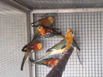 Red  Rumped 2025