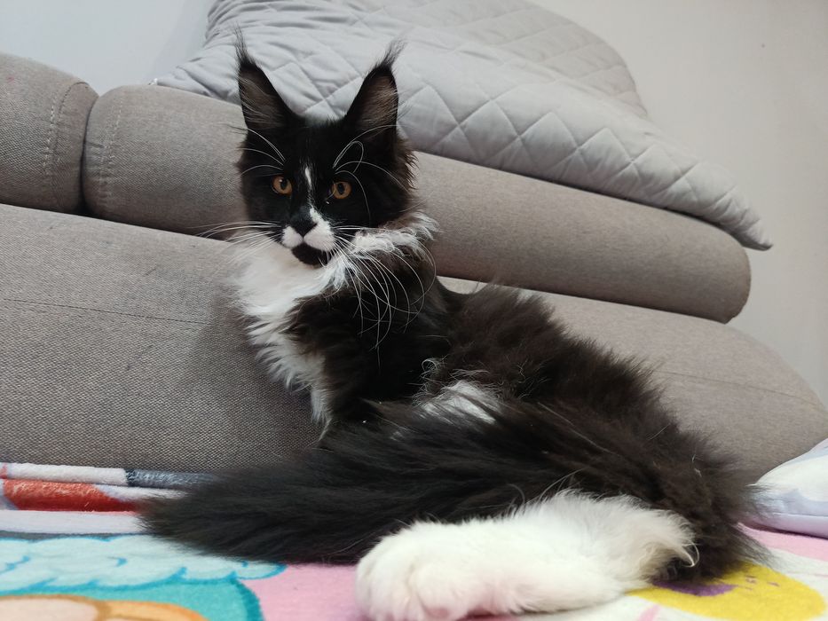 Kocur Maine Coon do hodowli