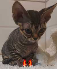 Devon rex dziewczyna