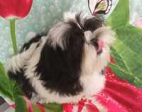 Shih Tzu piesio czeka na nowy dom