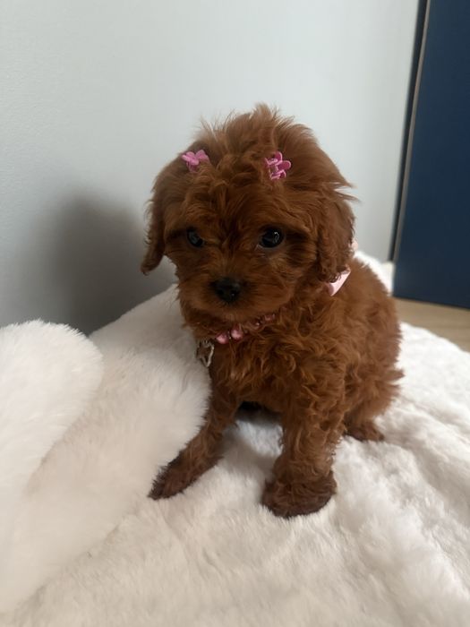 Cavapoo sliczna sunia