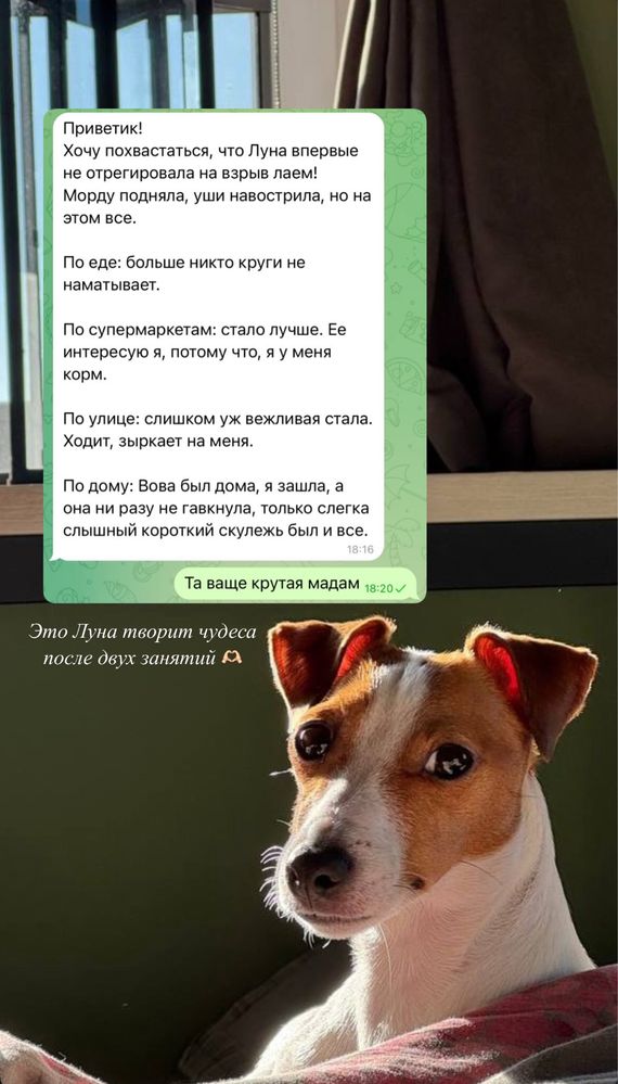 Кинолог, Специалист по поведению, зоопсихолог