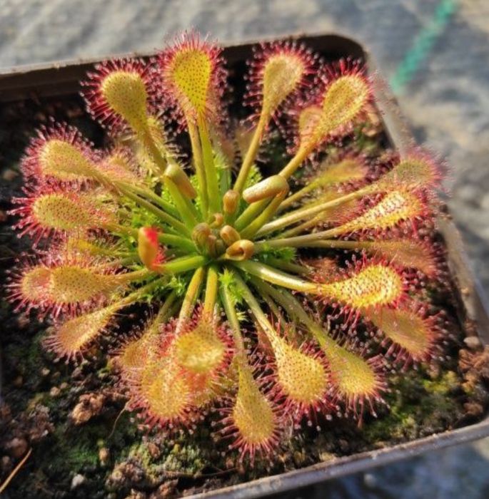 Zestaw nasion rosiczek Drosera Capensis rosiczka nasiona MEGA zestaw