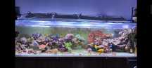 Akwarium morskie 250x60x60